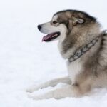 How to Train Your Dog to Go Down Stairs Step-By-Step Guide: How to Train Your Dog to Go Down Stairs Safely