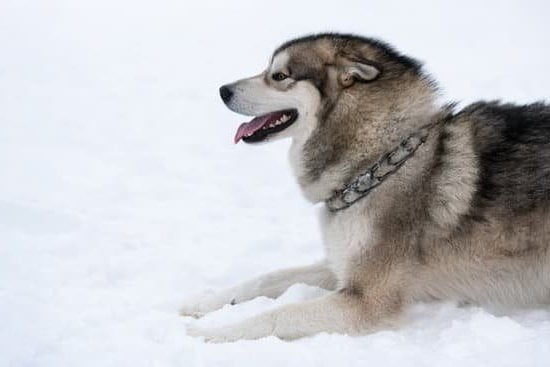 Step-By-Step Guide: How to Train Your Dog to Go Down Stairs Safely