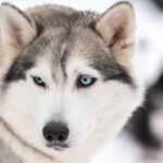 How to Train Your Dog for Field Trials Step-by-step guide on how to train your dog for field trials: How to Train Your Dog for Field Trials