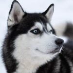 How to Sign Up to Train a Service Dog How to sign up to train a service dog: Follow our step-by-step guide