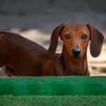 Can Territorial Dogs Be Trained Training Methods for Can Territorial Dogs: Tips and Techniques for a Well-behaved Pet