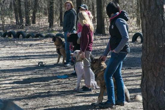 Reasons for Accidents: Why Does a Potty Trained Dog Pee Inside