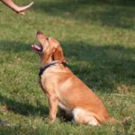 Using blank cartridges to train dogs for behavior modification and obedience training