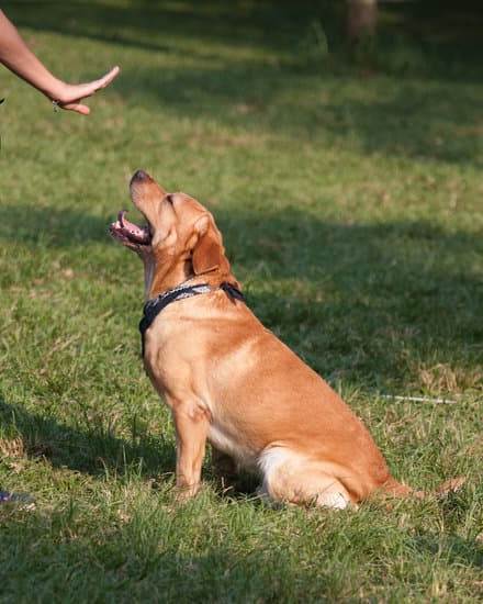 How Are Blank Cartridges Used to Train Dogs 1 Using blank cartridges to train dogs for behavior modification and obedience training