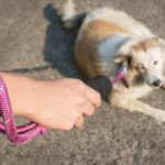 What Is a Dog Training Clicker How Does It Work Dog Training Clicker: Explaining the Purpose and Functionality