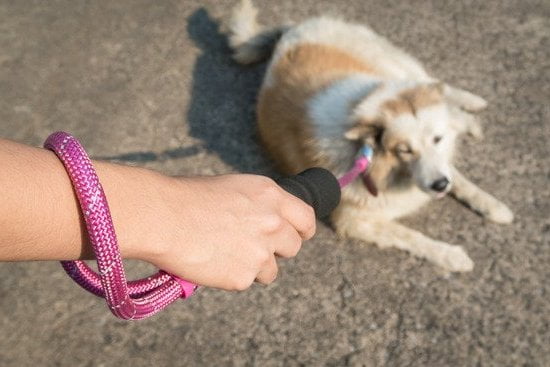 What Is a Dog Training Clicker How Does It Work 1 Dog Training Clicker: Explaining the Purpose and Functionality