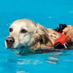 What'S the Best Dog Training Shock Collar The Best Dog Training Shock Collar: Reliable, Safe, Effective