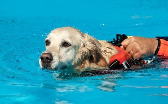 What'S the Best Dog Training Shock Collar 1 The Best Dog Training Shock Collar: Reliable, Safe, Effective