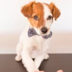 How Much Is Petsmart Dog Training Affordable PetSmart dog training options to fit any budget