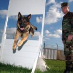 Choosing the Best Dog Training Collars: Nylon vs. Plastic