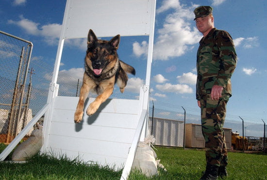 Choosing the Best Dog Training Collars: Nylon vs. Plastic