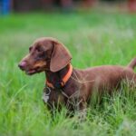 What Is the Easiest Breed of Dog to Train The easiest breed of dog to train: Golden Retriever - loyal, friendly, and highly intelligent