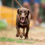 How to Train a Dog to Heel Close to You Step-by-step guide on how to train a dog to heel close to you