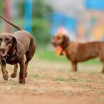 How to Train Your Dog to Stop Biting Me How to Train Your Dog to Stop Biting Me: Positive reinforcement and redirection techniques