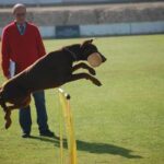5 Golden Rules of Dog Training: obedience, consistency, patience, rewards, calmness
