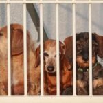 How to Train My Dog to Bark Without Treats How to Train My Dog to Bark on Command without Treats: A Step-by-Step Guide