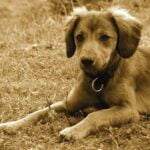 How to Train Your Dog to Do Circus Tricks Step-by-step guide on how to train your dog to do circus tricks