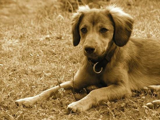 Step-by-step guide on how to train your dog to do circus tricks