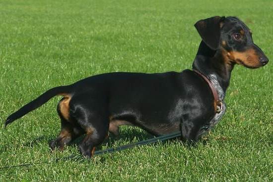 Actress dog trainer on Molly & Me, teaching canine co-stars
