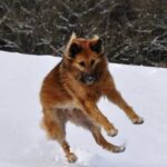How to Become a Dog Trainer in Florida Step-by-step guide on how to become a dog trainer in Florida