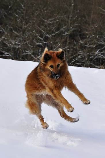 Step-by-step guide on how to become a dog trainer in Florida