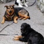 How to Use a Shock Collar to Train Dog How to use a shock collar to train dog: proper placement, timing, and positive reinforcement