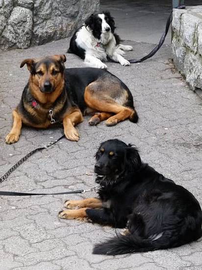 How to use a shock collar to train dog: proper placement, timing, and positive reinforcement