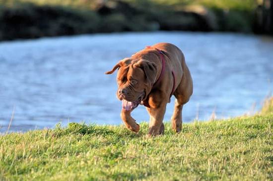 How Good Has Hands Off Dog Training by Chet Womach 1 Hands off dog training by Chet Womach - Effective, stress-free, and expert-guided techniques