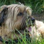 Can I Train My Dog to Watch for Seizures can i train my dog to watch for seizures