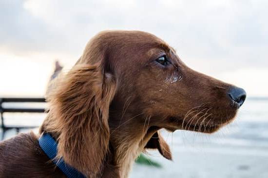 How to Train Dog Siblings to Be Separate 1 Training dog siblings to be separate: Introduce individual playtime and separate feeding schedules