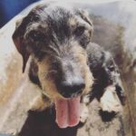 How to Train a Dog to Overcome Fear Step-by-step guide on how to train a dog to overcome fear using positive reinforcement techniques