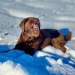 Can an Older Dog Help Potty Train a Puppy Can an older dog assist in potty training a puppy