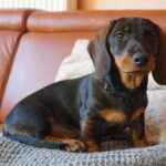 Step-by-step guide on how to become a certified dog trainer in Ireland