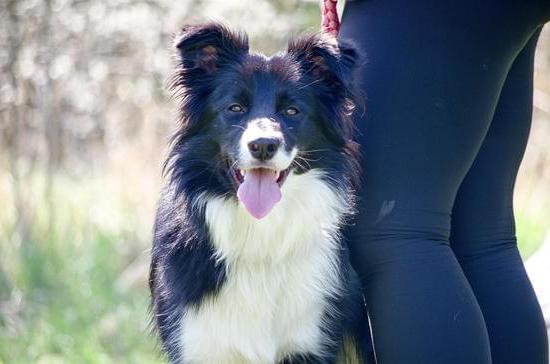 Step-by-step guide on how to train your dog using positive reinforcement techniques