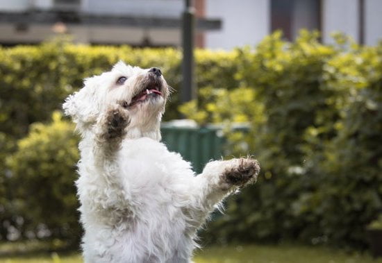 How to Train Dog to Attack instructional video: Proper training techniques and safety protocols