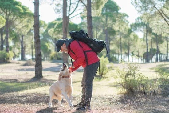 Potential as a guide dog trainer