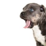 How to Train Your Dog to Use Buttons Step-by-step guide on how to train your dog to use buttons for communication