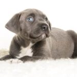 How to Train Your Dog When You Have a Baby Managing dog behavior around newborns: How to Train Your Dog When You Have a Baby