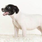 Where to Get a Bamboo Stick for Dog Training Find a bamboo stick for dog training at local pet stores