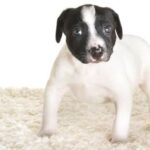 How to Train Your Dog in Tiny Sheep How to Train Your Dog in Tiny Sheep: A step-by-step guide to mastering sheep herding skills