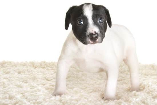 How to Train Your Dog in Tiny Sheep: A step-by-step guide to mastering sheep herding skills