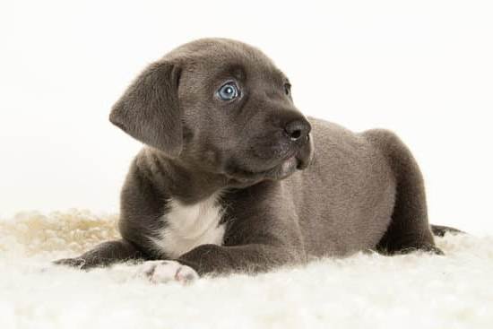 Image of a dozen trained dogs at a dog training center