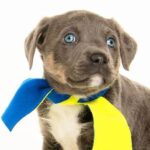 Training a dog to eat crickets: a step-by-step guide to incorporate insect protein into your pet's diet