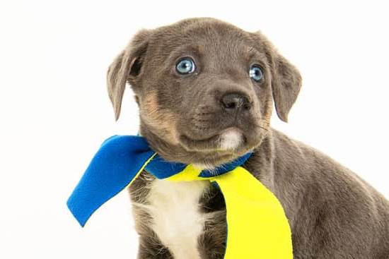 Can I Train My Dog to Eat Crickets 1 Training a dog to eat crickets: a step-by-step guide to incorporate insect protein into your pet's diet