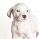 How Long Till A Dog is Potty Trained: Patience and Consistent Training Yield Success