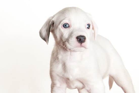 How Long Till A Dog is Potty Trained: Patience and Consistent Training Yield Success