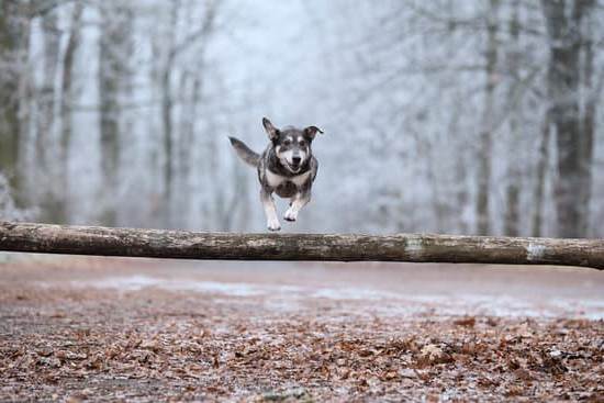 can i get my dog service trained