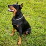 How to train my dog to fetch my items - Step-by-step guide