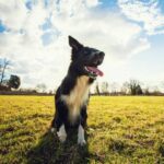 Advantages of Dog Potty Training: Why smaller dogs are easier to house train