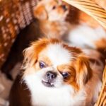 Can All Dogs Be Trained Not to Bite Can all dogs be trained not to bite Essential steps and expert advice for bite prevention
